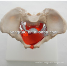 ISO Human Anatomical Model, Pelvis model with pelvic muscles and pelvic organs